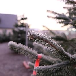 Christbaumverkauf Gärtnerei Frey